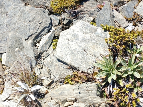 Celmisia densiflora, photograph 4