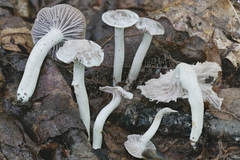 Cuphophyllus canescens