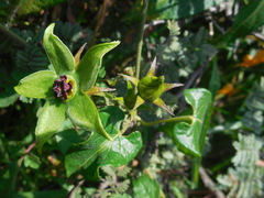 Gonolobus uniflorus