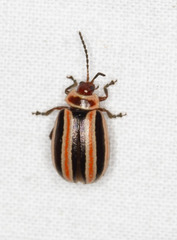 Kuschelina miniata