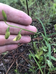 Crotalaria purshii