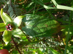 Gonolobus uniflorus