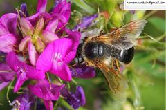 Melitturga mongolica