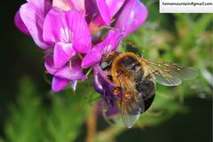 Melitturga mongolica