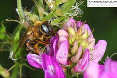 Melitturga mongolica