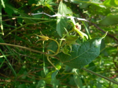 Gonolobus uniflorus