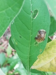 Helocassis testudinaria