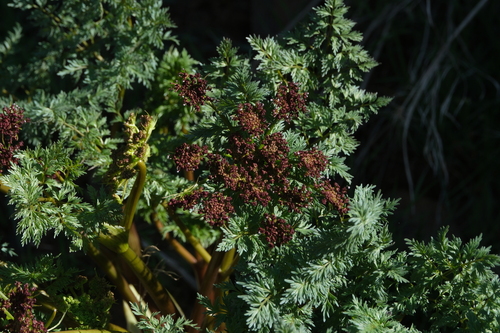 Image of Lomatium dissectum by (c) Walter A Siegmund, some rights reserved (CC BY-SA)