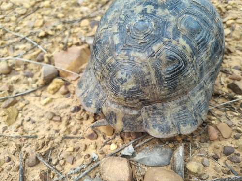 Greek Tortoise