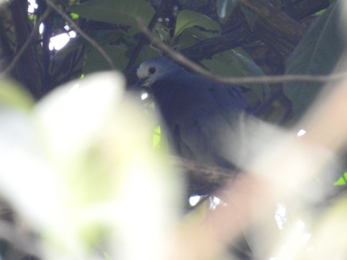 Maroon-chested Ground Dove (Paraclaravis mondetoura), photo 3
