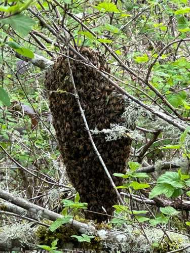 Western Honey Bee photographed in Oregon