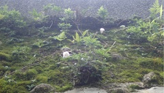 Lysionotus pauciflorus