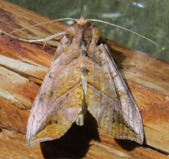 Pseudeva purpurigera