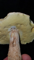 Boletus quercophilus