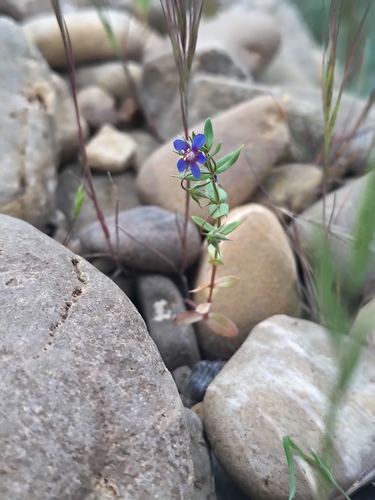 Foemina Blue Pimpernel