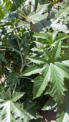 Ricinus communis