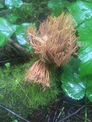 Ramaria rubella