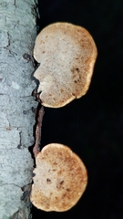 Truncospora