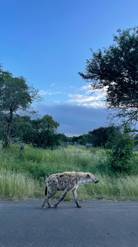 Spotted hyaena