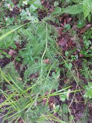 Achillea millefolium image