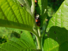 Ogdoecosta biannularis