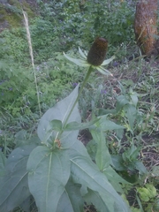 Rudbeckia occidentalis