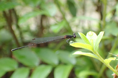 Prodasineura autumnalis