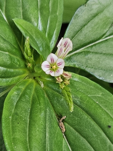 Image of Spigelia anthelmia by (c) ritirene, some rights reserved (CC BY)