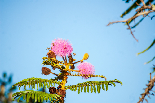 Mimosa claussenii observed 2025-04-02