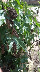 Ricinus communis
