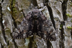 Catocala lacrymosa