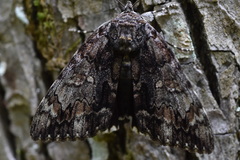 Catocala lacrymosa