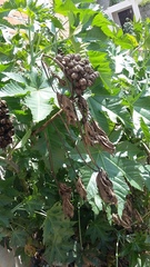 Ricinus communis