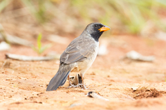 Black-Throated Saltator photo 3