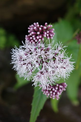 Eupatorium luchuense iNat (1)