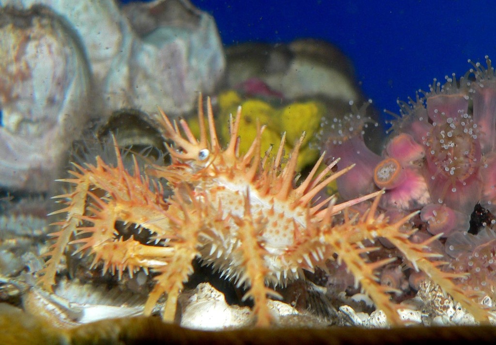 California king crab