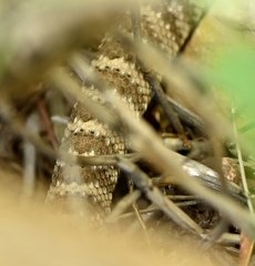 Crotalus stephensi