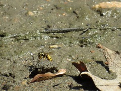 Vespula atropilosa