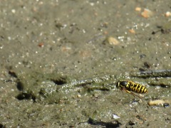 Vespula atropilosa