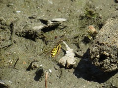 Vespula atropilosa