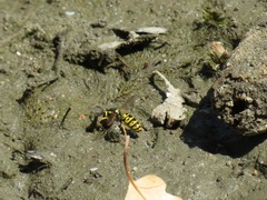 Vespula atropilosa