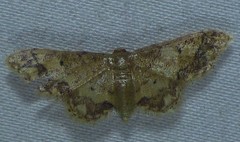 Idaea celtima