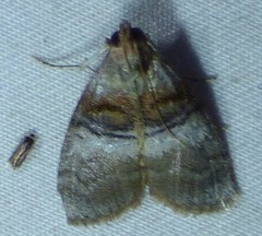 Pococera militella