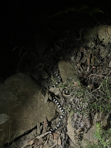 Eastern Bandy Bandy sighting