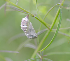 Junonia coenia