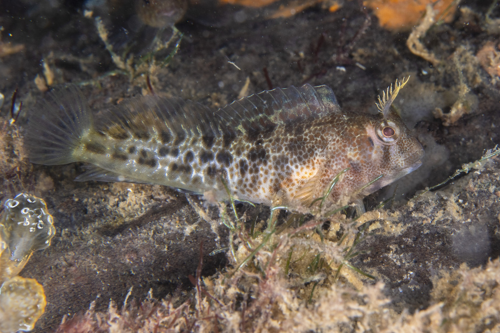 Tasmanian blenny (Parablennius tasmanianus) — Blenniidae