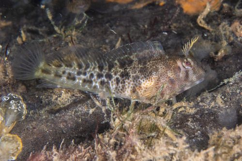 Tasmaanse slijmvis (Parablennius tasmanianus) — Blenniidae