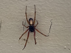Steatoda nobilis