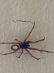 Steatoda nobilis