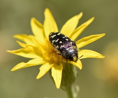 Acmaeodera rubronotata